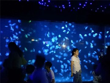 2018 აკრილის jellyfish აკვარიუმი სატანკო მინა
