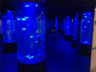 აკრილის jellyfish აკვარიუმი სატანკო მინა